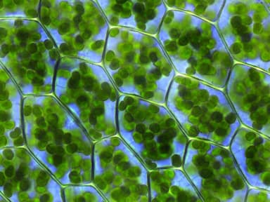 Evolution of photosynthesis
