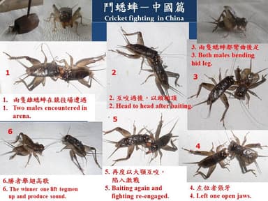 Cricket fighting