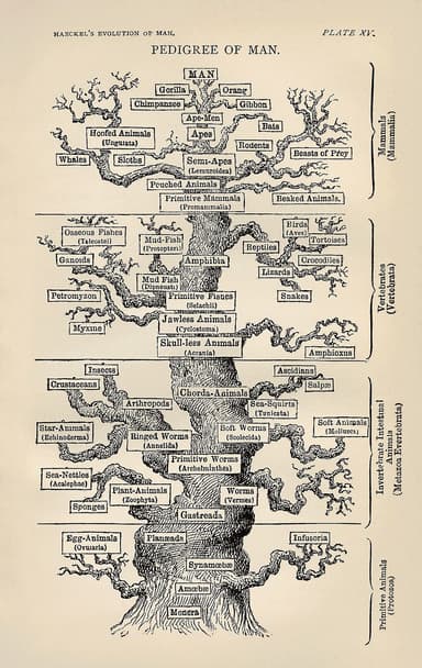 Évolution (biologie)